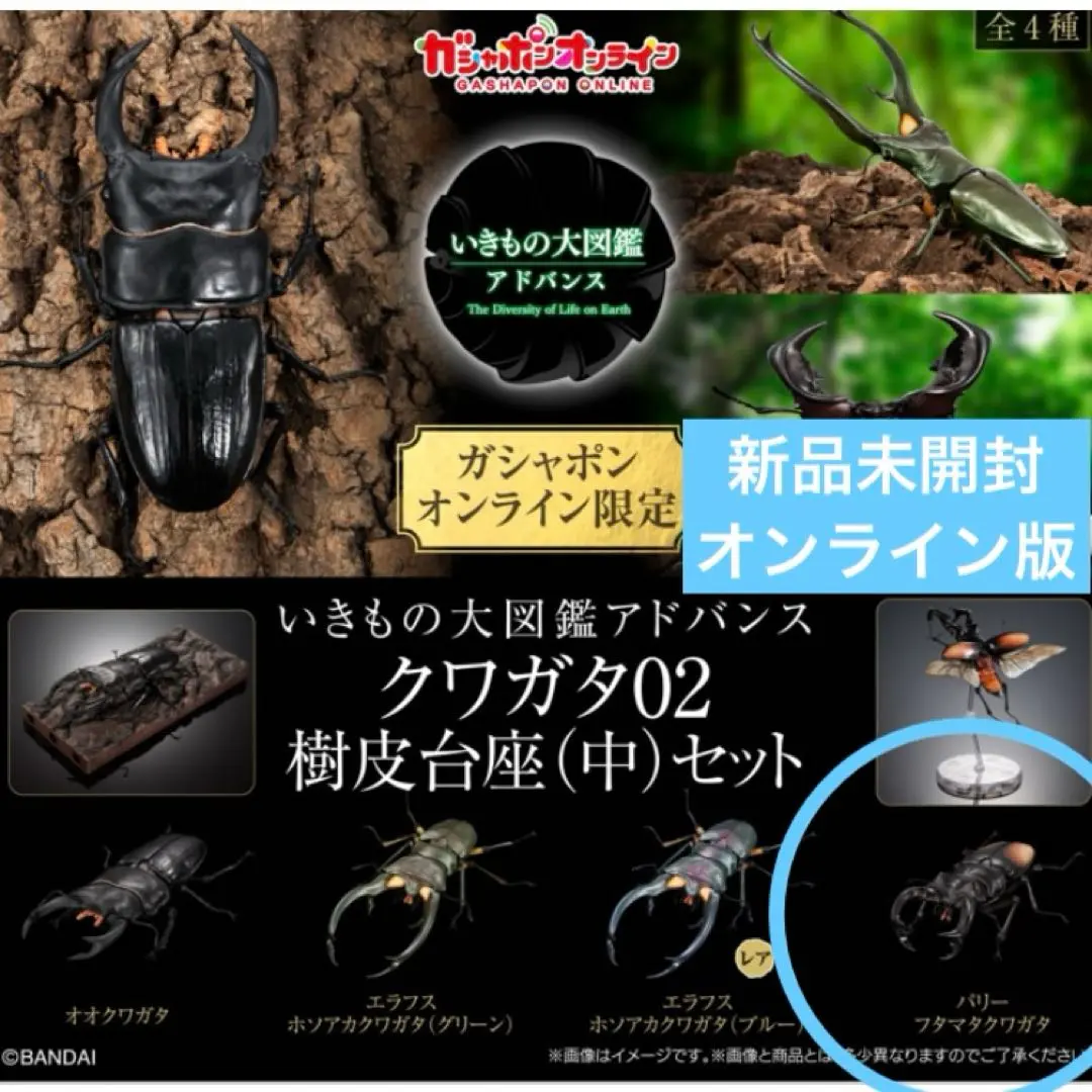 2026年最新】エラフスホソアカクワガタ 標本の人気アイテム - メルカリ