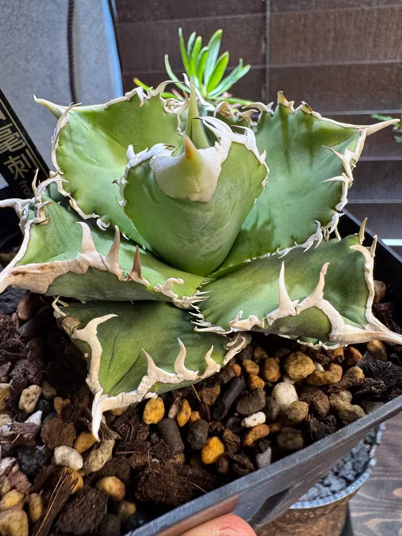 2026年最新】ivory wa アガベの人気アイテム - メルカリ