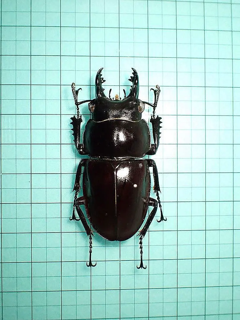 2026年最新】ヤエヤママルバネクワガタ標本の人気アイテム - メルカリ