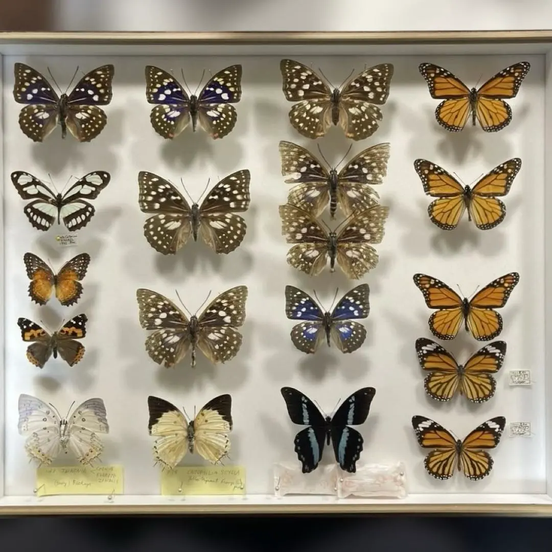 2026年最新】蝶標本 ドイツ箱の人気アイテム - メルカリ
