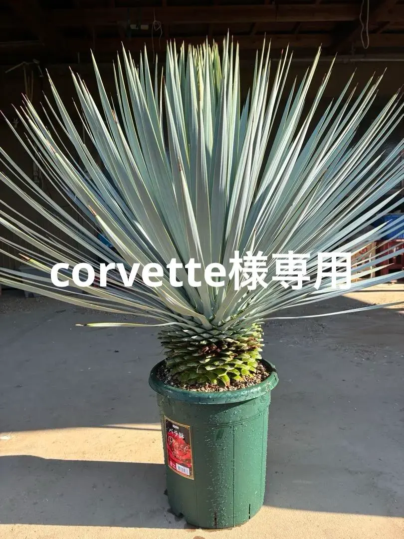 2026年最新】ロストラータ ブルーサンダーの人気アイテム - メルカリ