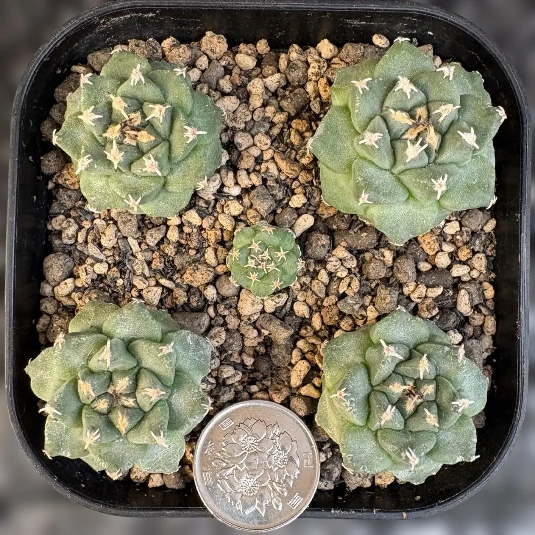 2026年最新】アロンソイの人気アイテム - メルカリ