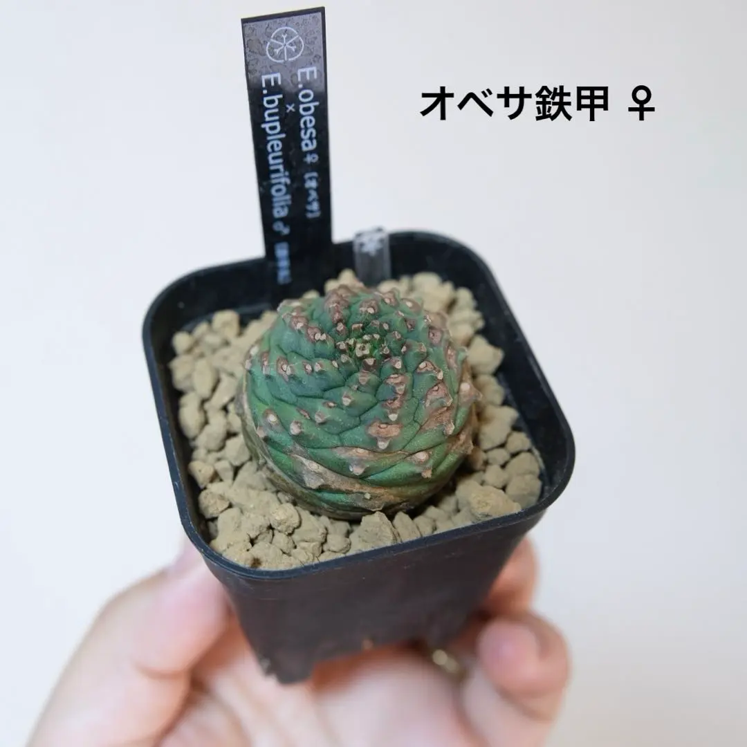2026年最新】オベサ鉄甲の人気アイテム - メルカリ