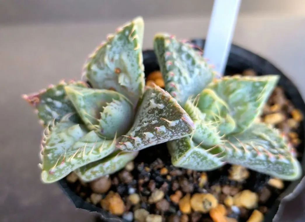 2026年最新】Faucaria フォーカリア 多肉植物の人気アイテム - メルカリ