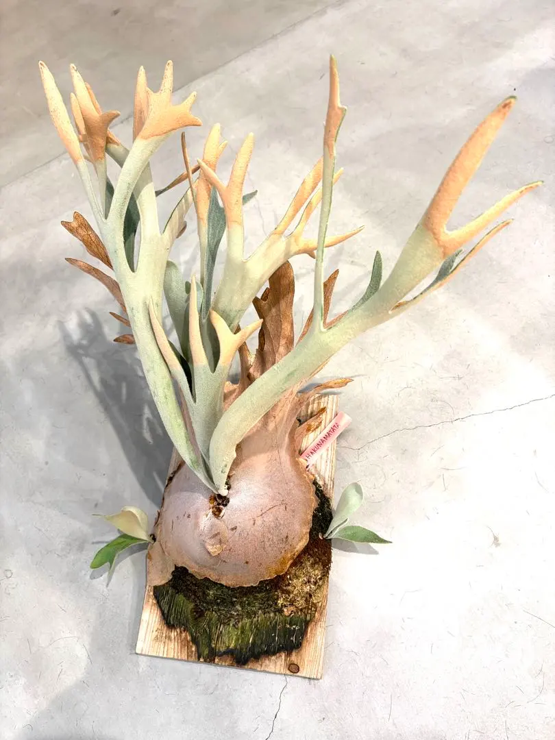 2026年最新】ハクナマタタ ビカクシダの人気アイテム - メルカリ