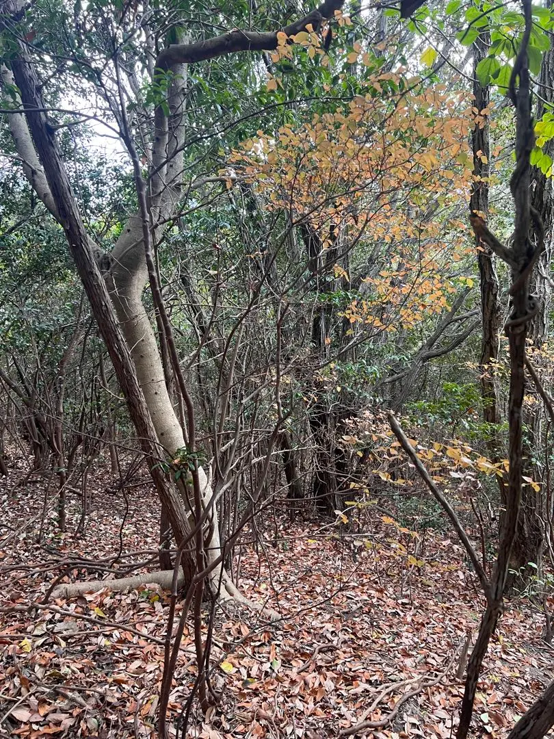 2026年最新】山採り ミツバツツジの人気アイテム - メルカリ