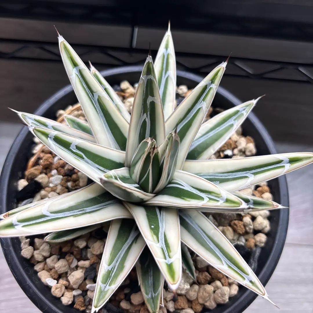 2026年最新】極氷山 アガベの人気アイテム - メルカリ