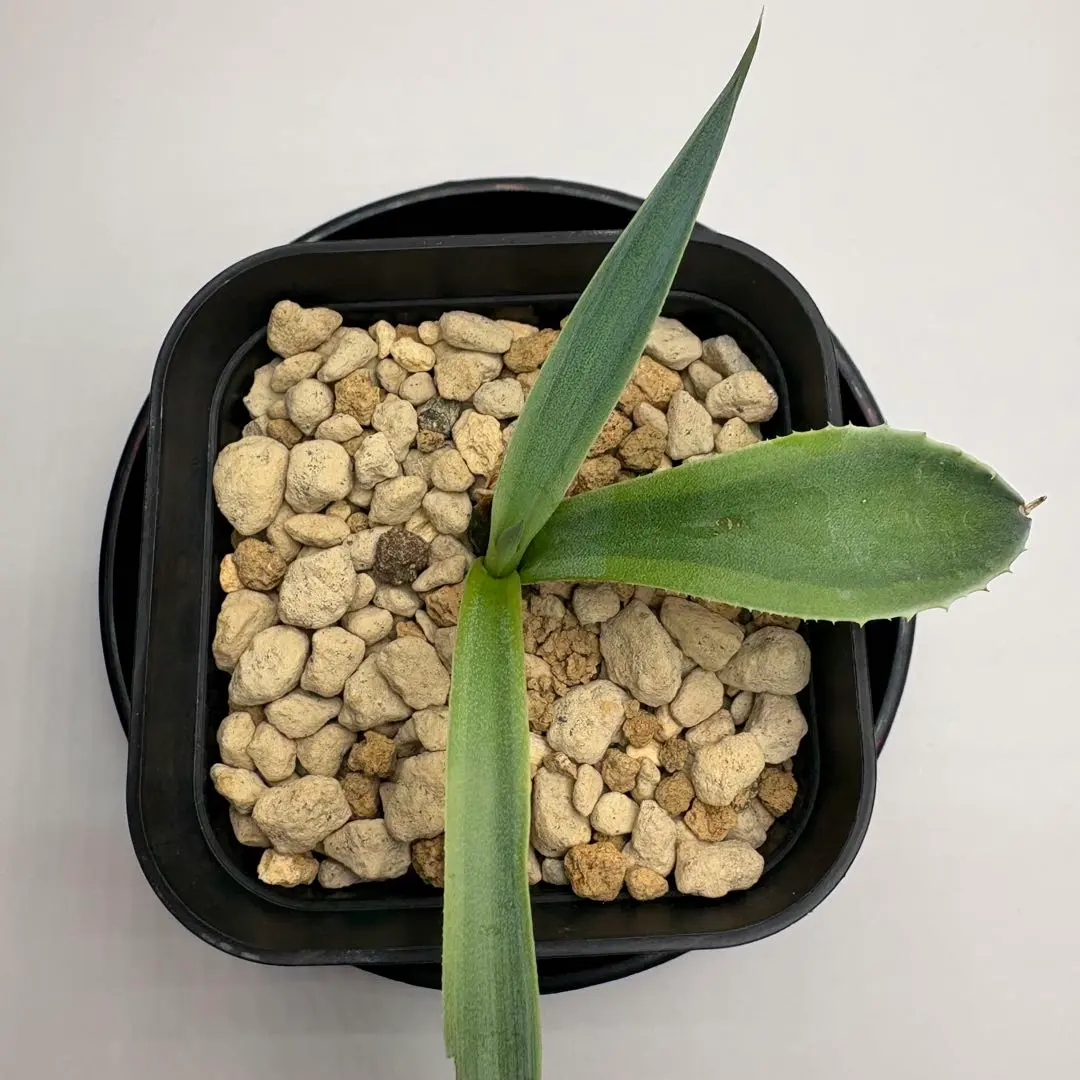 2026年最新】オバティフォリア キラーの人気アイテム - メルカリ