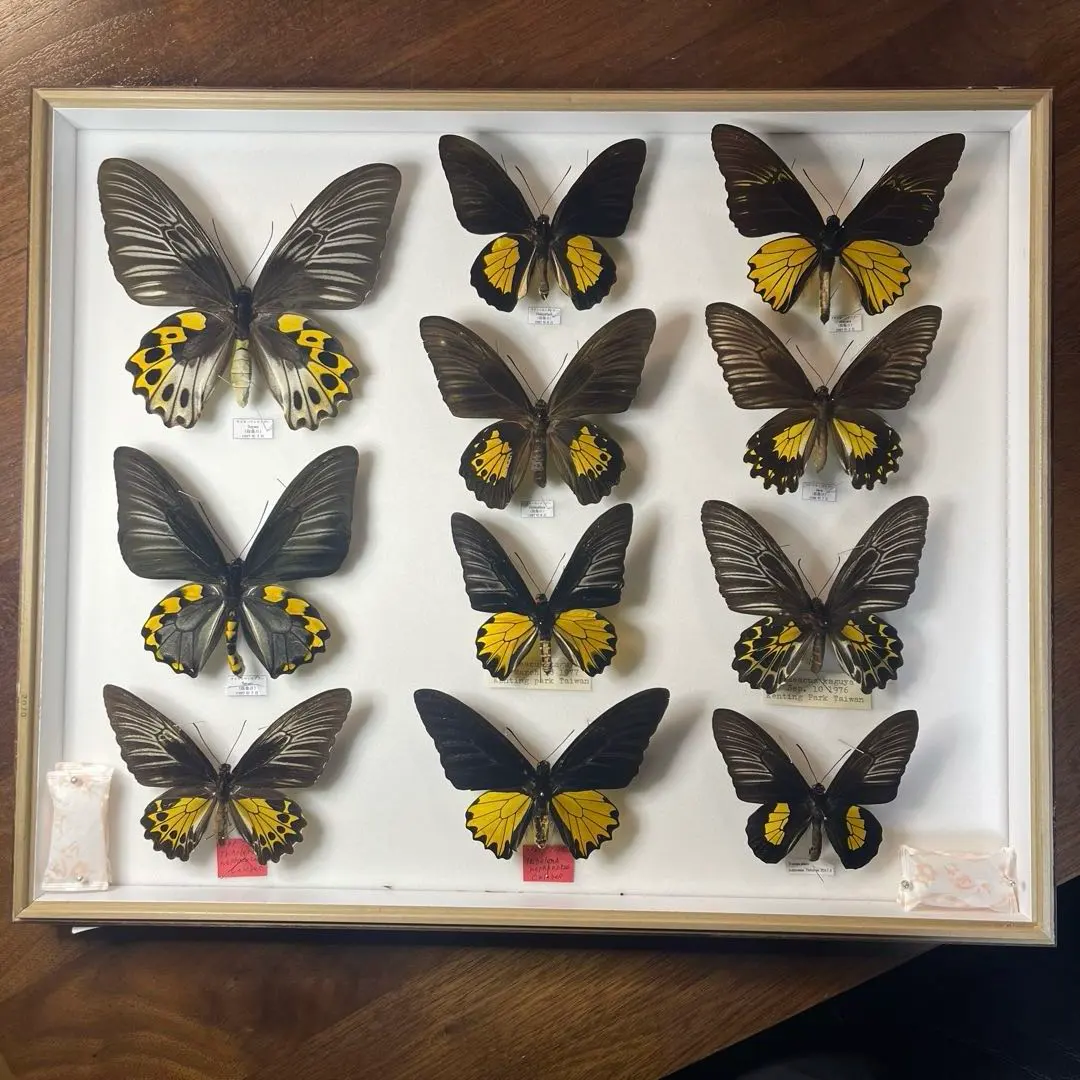 2026年最新】蝶標本 ドイツ箱の人気アイテム - メルカリ