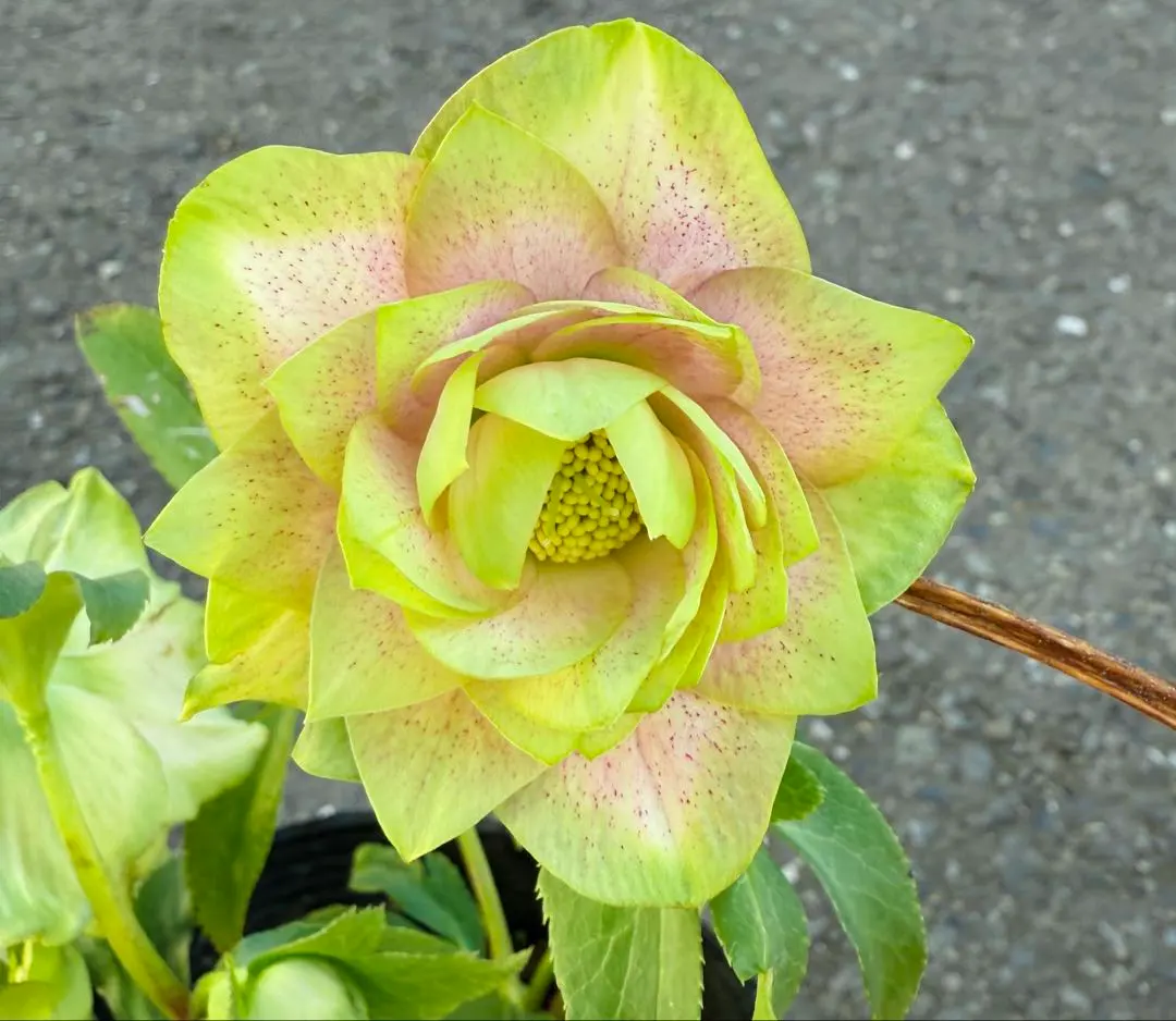 2026年最新】利休 クリスマスローズの人気アイテム - メルカリ