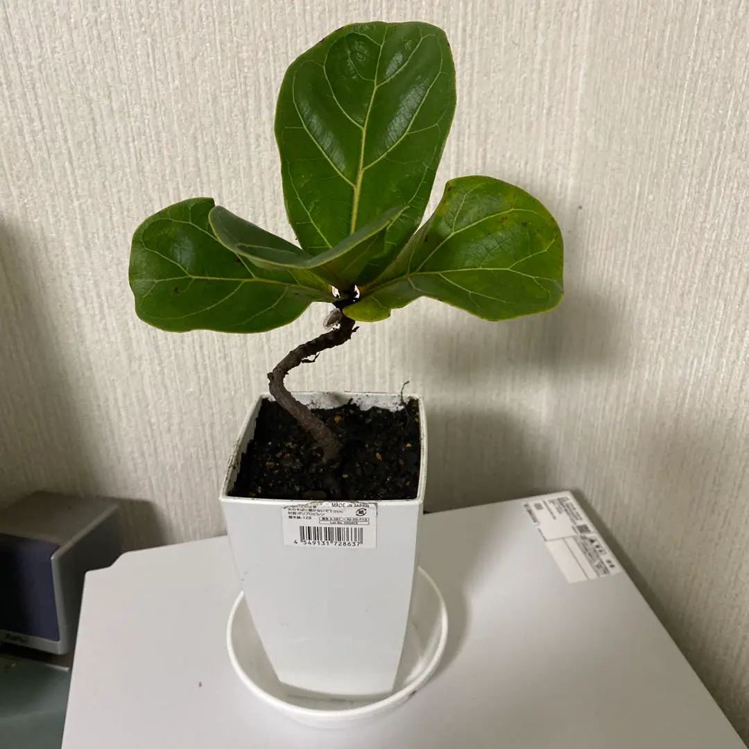 2026年最新】カシワバゴムの木の人気アイテム - メルカリ