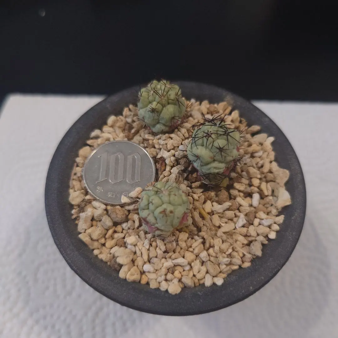 2026年最新】オルテゴカクタス、マクドガリーの人気アイテム - メルカリ