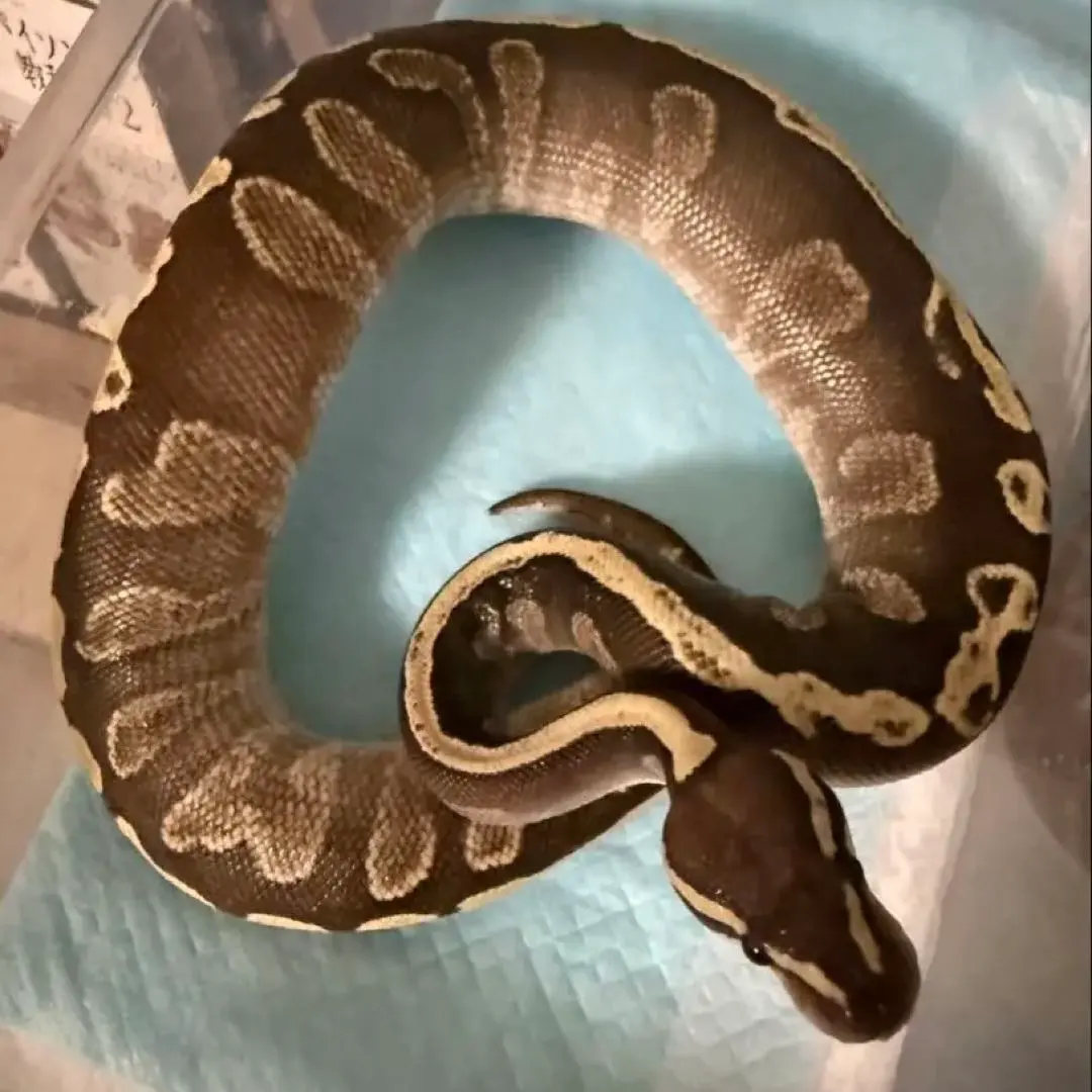 2026年最新】ボールパイソン 本の人気アイテム - メルカリ