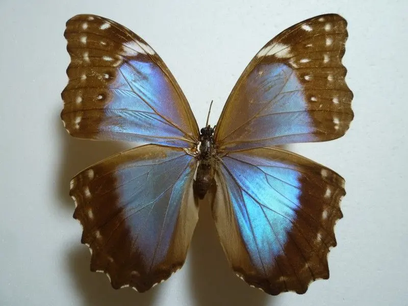 2026年最新】ディディウスモルフォの人気アイテム - メルカリ