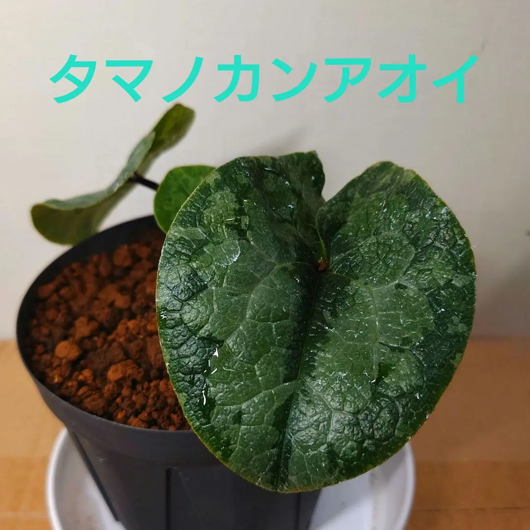 2026年最新】寒葵の人気アイテム - メルカリ