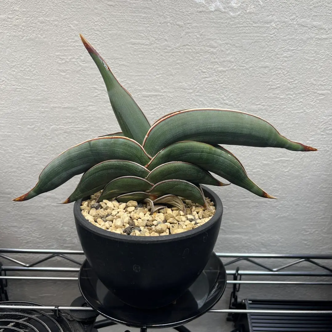 2026年最新】サンセベリア ロリダ 斑入りの人気アイテム - メルカリ