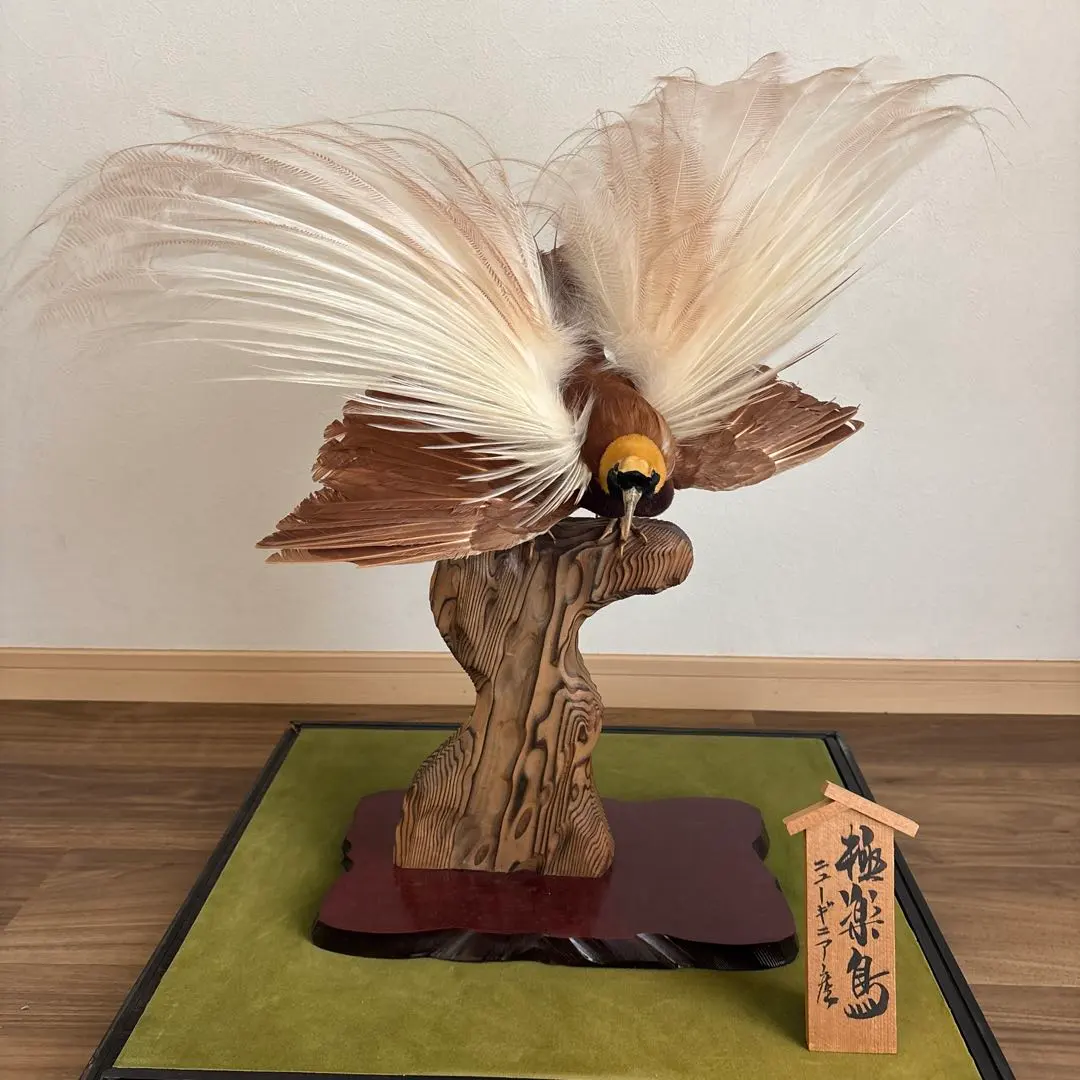 2026年最新】剥製 極楽鳥の人気アイテム - メルカリ