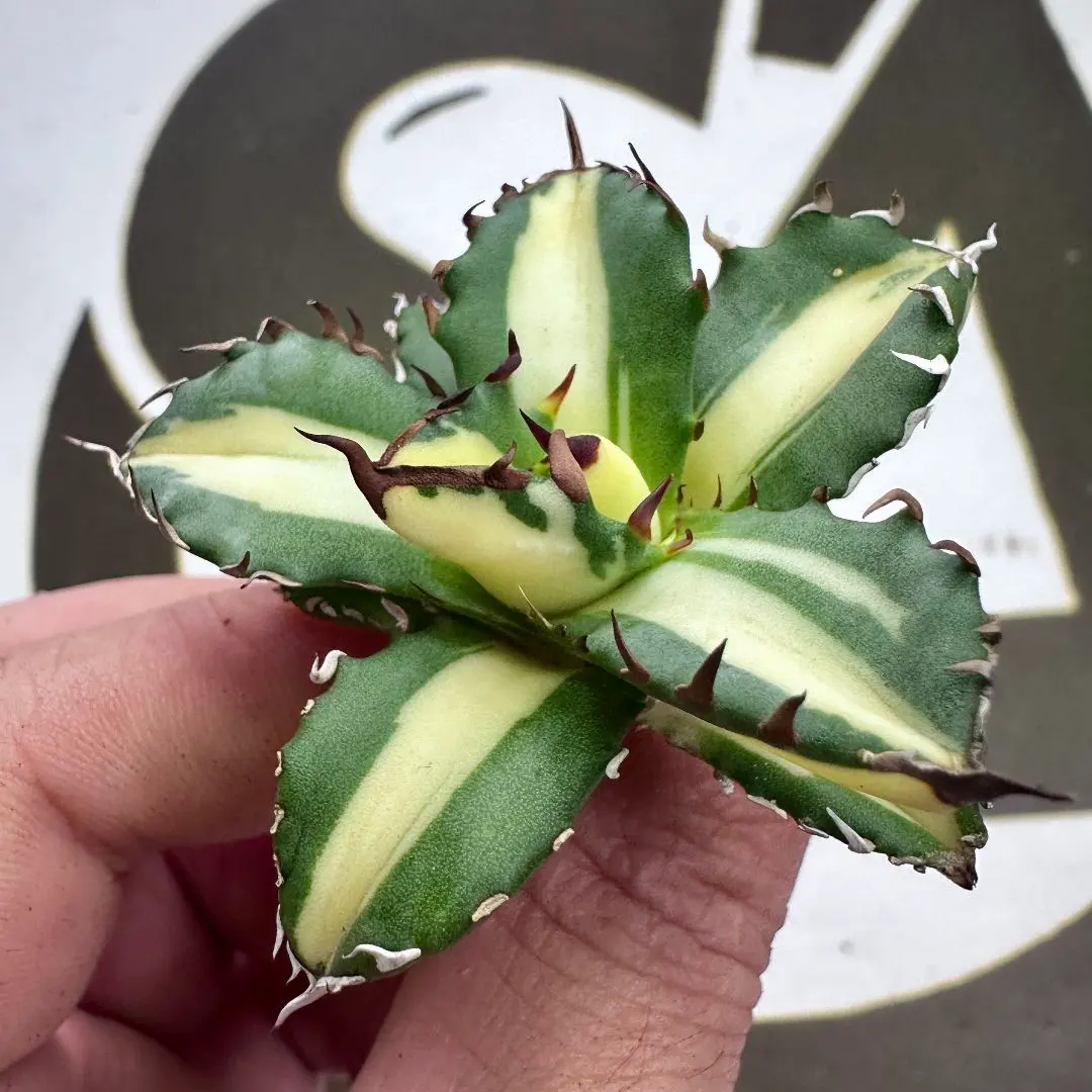 2026年最新】姫厳竜白中斑の人気アイテム - メルカリ