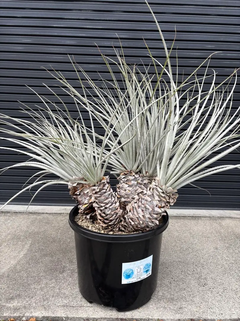 2026年最新】プヤ セルーレアの人気アイテム - メルカリ