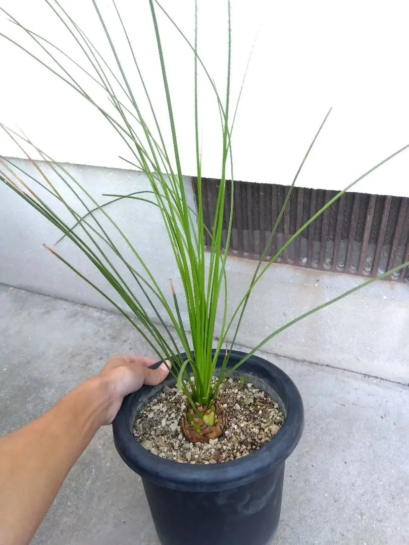 2026年最新】ロンギシマムの人気アイテム - メルカリ