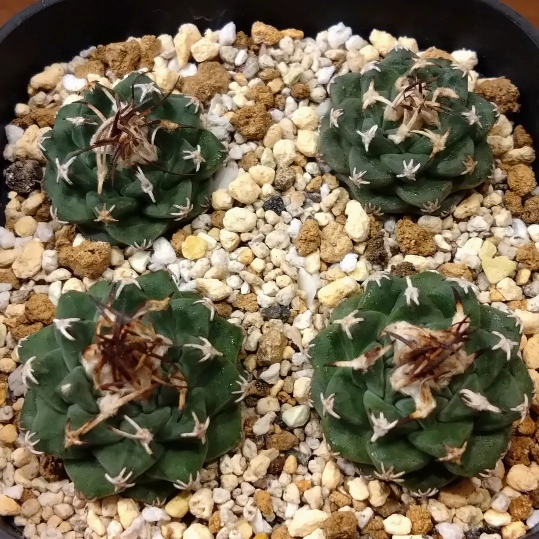 2026年最新】アロンソイの人気アイテム - メルカリ