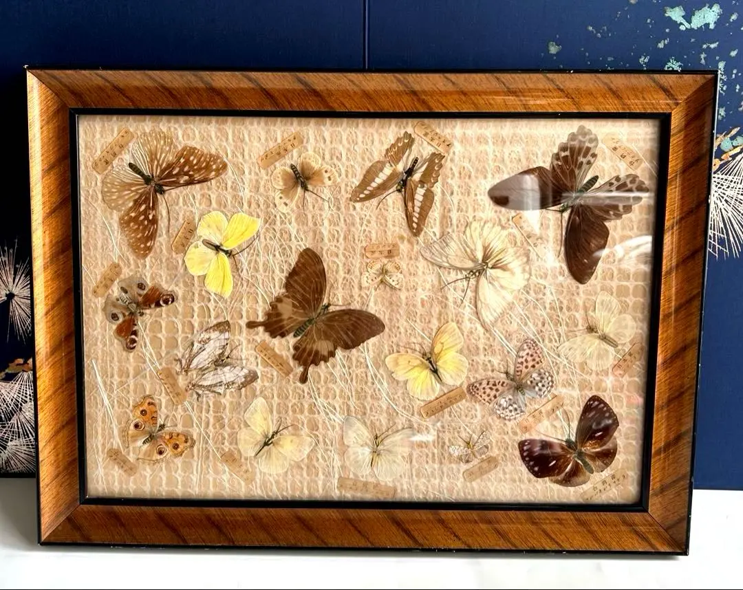 2026年最新】蝶 標本 台湾の人気アイテム - メルカリ