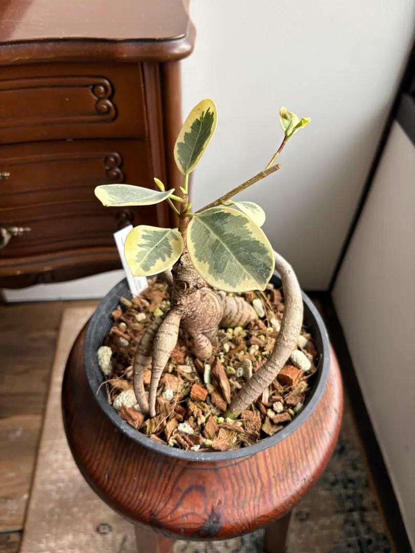 2026年最新】パンダガジュマル斑入りの人気アイテム - メルカリ