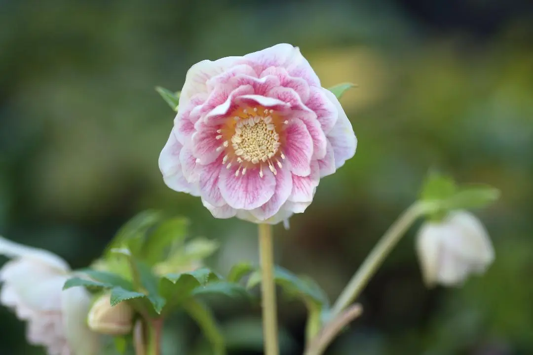 2026年最新】八咫烏 クリスマスローズの人気アイテム - メルカリ