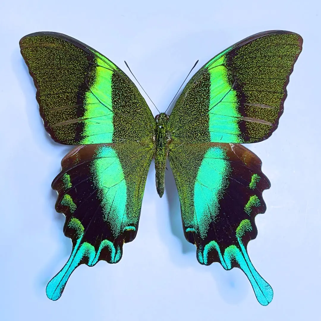 2026年最新】オオルリオビアゲハの人気アイテム - メルカリ