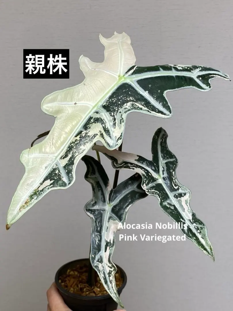 2026年最新】アロカシア ノビリスの人気アイテム - メルカリ
