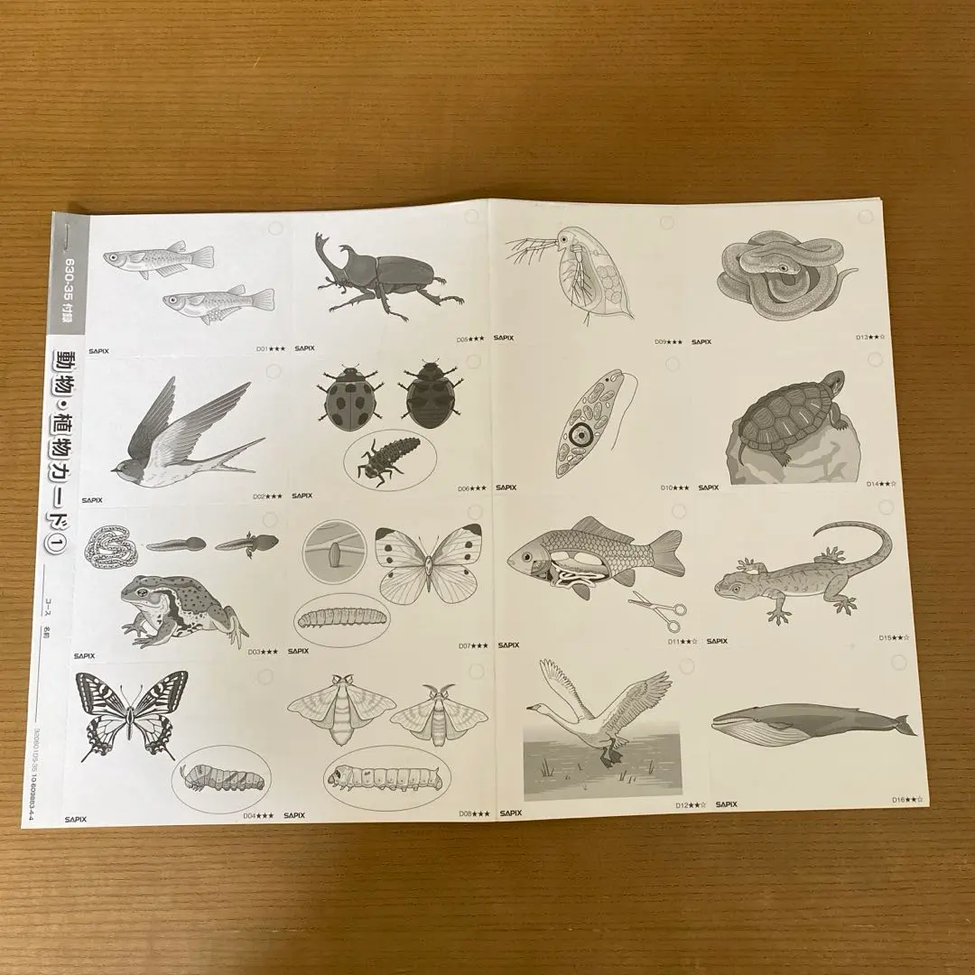 2026年最新】サピックス カード 動物 植物の人気アイテム - メルカリ