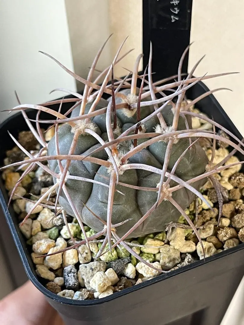 2026年最新】守金魔天竜の人気アイテム - メルカリ