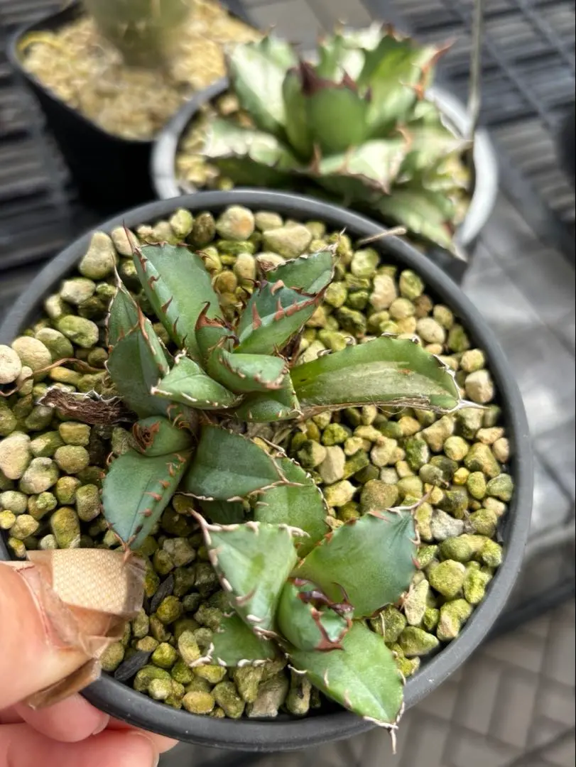 2026年最新】姫厳竜白中斑の人気アイテム - メルカリ