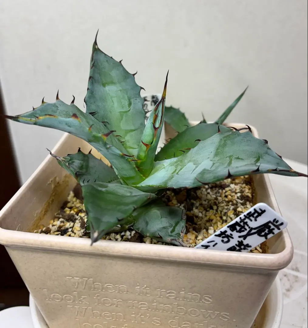 2026年最新】コロラータ ハイブリッドの人気アイテム - メルカリ