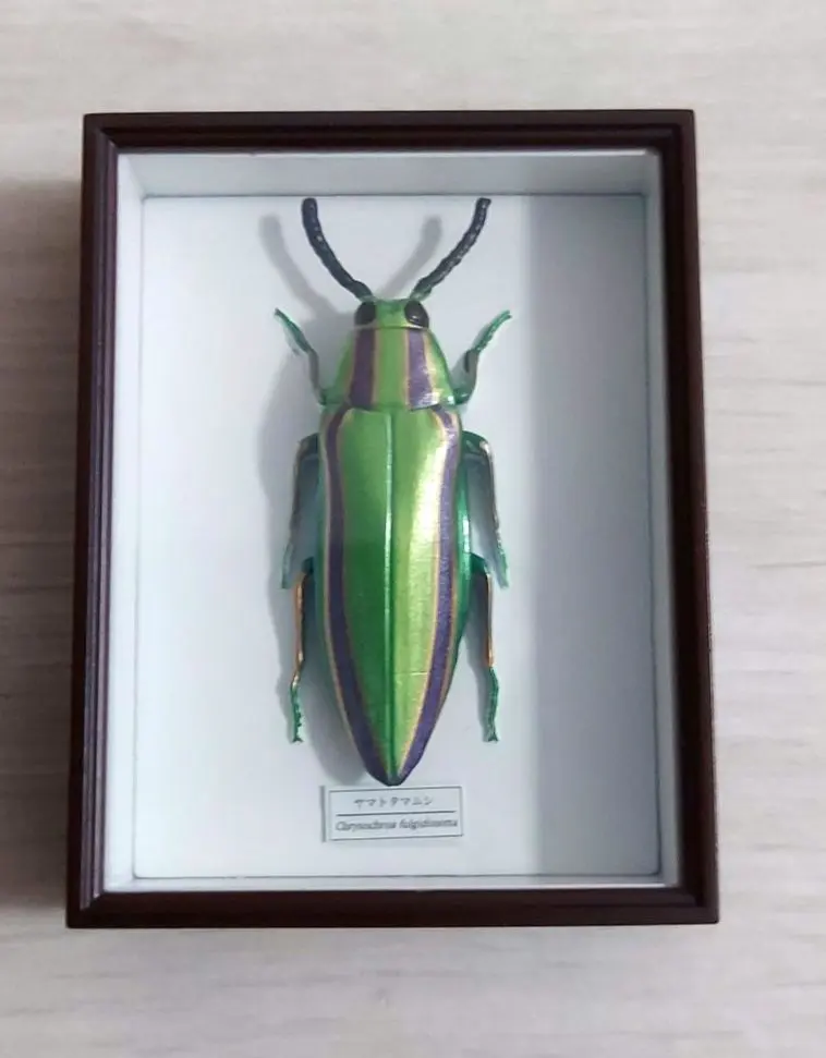 2026年最新】ヤマトタマムシの人気アイテム - メルカリ