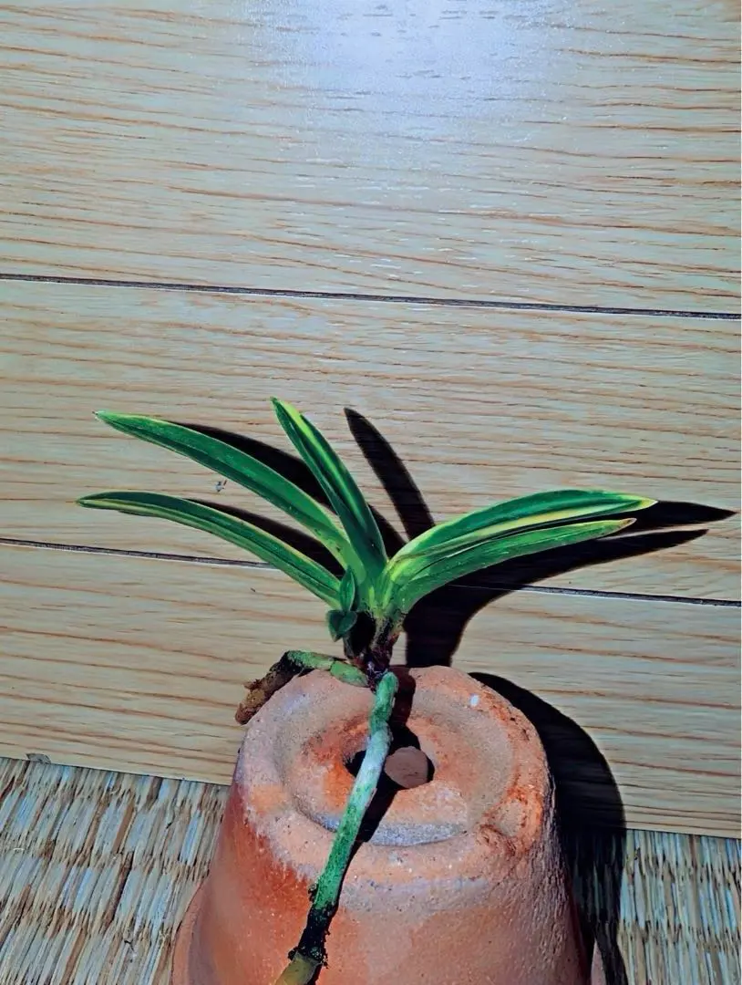 2026年最新】富貴蘭 牡丹の人気アイテム - メルカリ