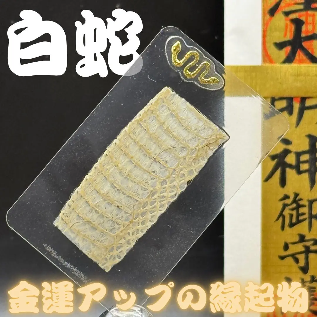 2026年最新】アオダイショウ 抜け殻の人気アイテム - メルカリ