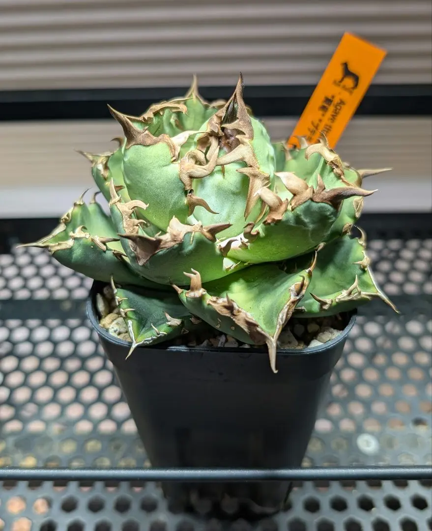 2026年最新】アガベ翼竜の人気アイテム - メルカリ