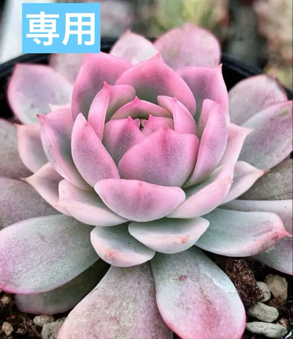 2026年最新】リラシナ錦の人気アイテム - メルカリ