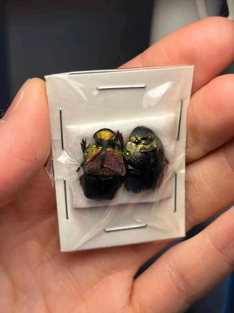 2026年最新】フンコロガシ 標本の人気アイテム - メルカリ