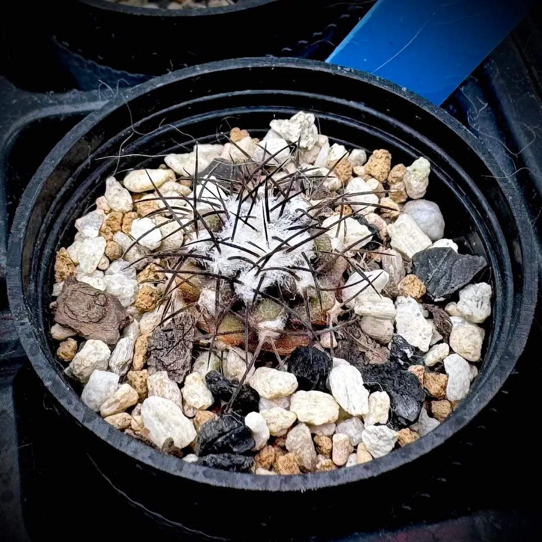 2026年最新】コピアポア 栗星玉の人気アイテム - メルカリ