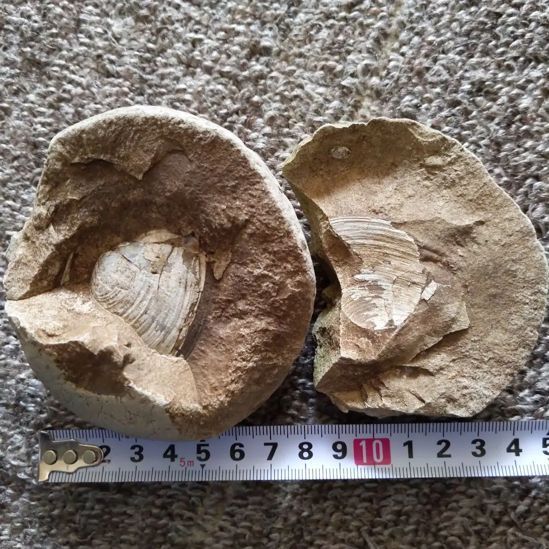 2026年最新】ノジュール 化石の人気アイテム - メルカリ