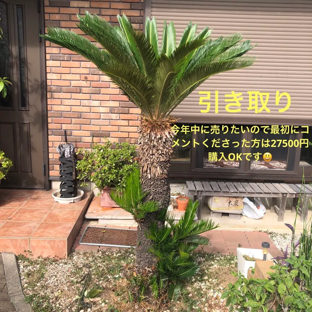 2026年最新】ソテツ 引き取りの人気アイテム - メルカリ