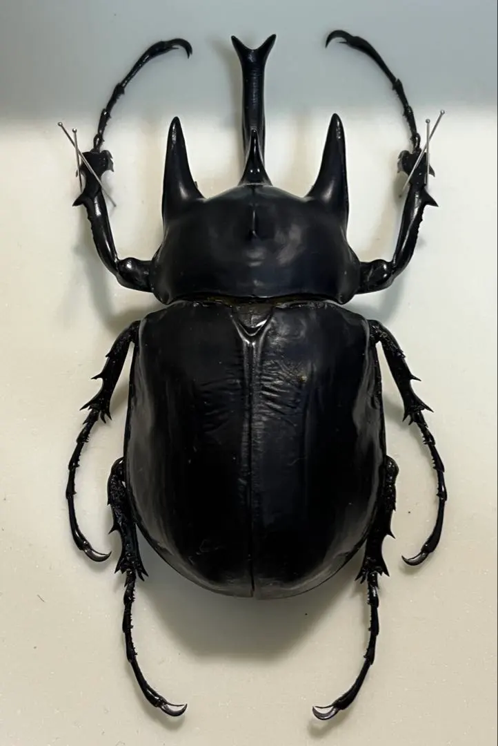 2026年最新】アクティオンゾウカブト標本の人気アイテム - メルカリ