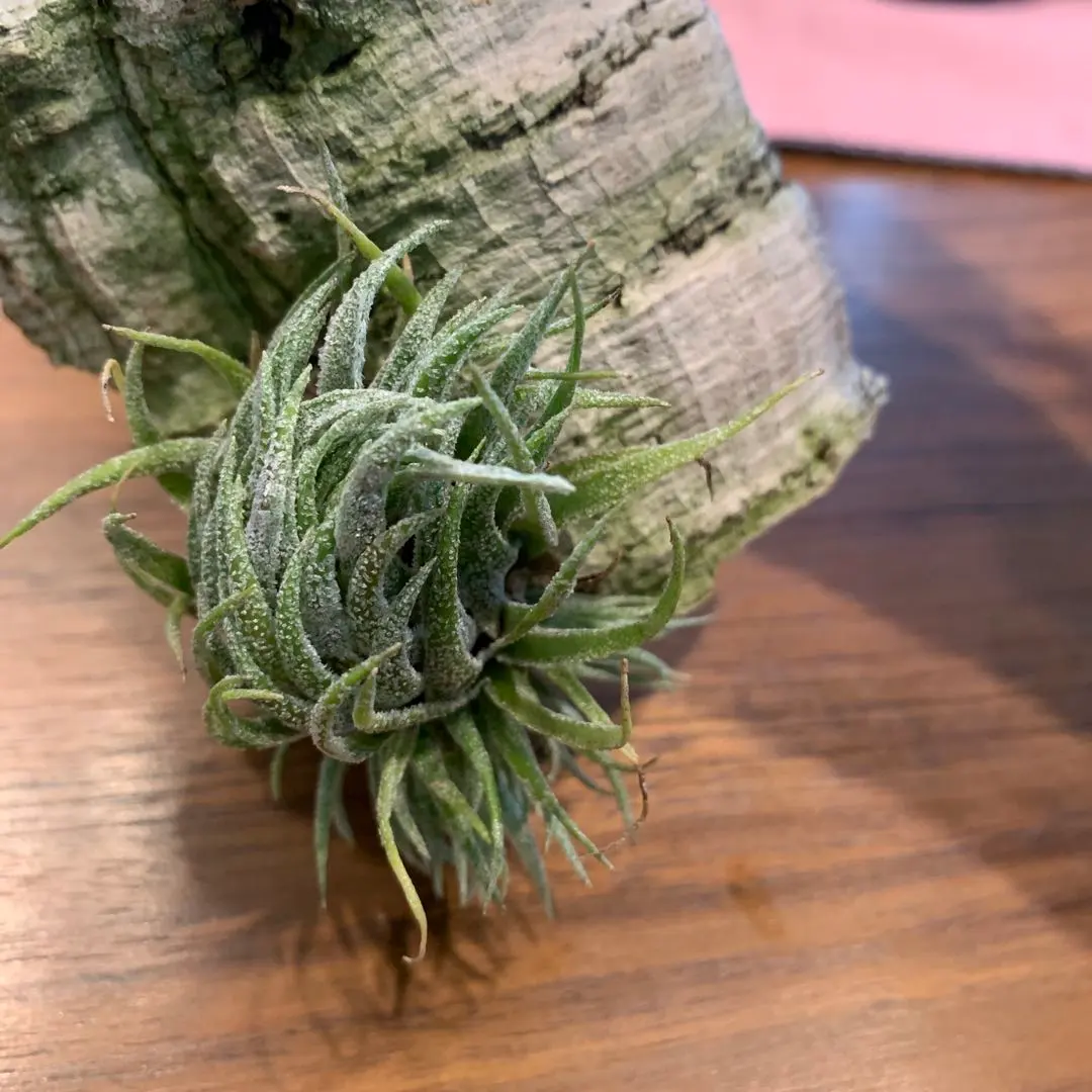 2026年最新】チランジア・スプレンゲリアナの人気アイテム - メルカリ