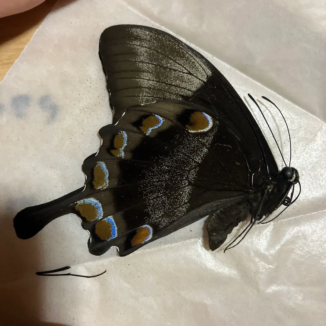 2026年最新】オオルリアゲハ 標本の人気アイテム - メルカリ