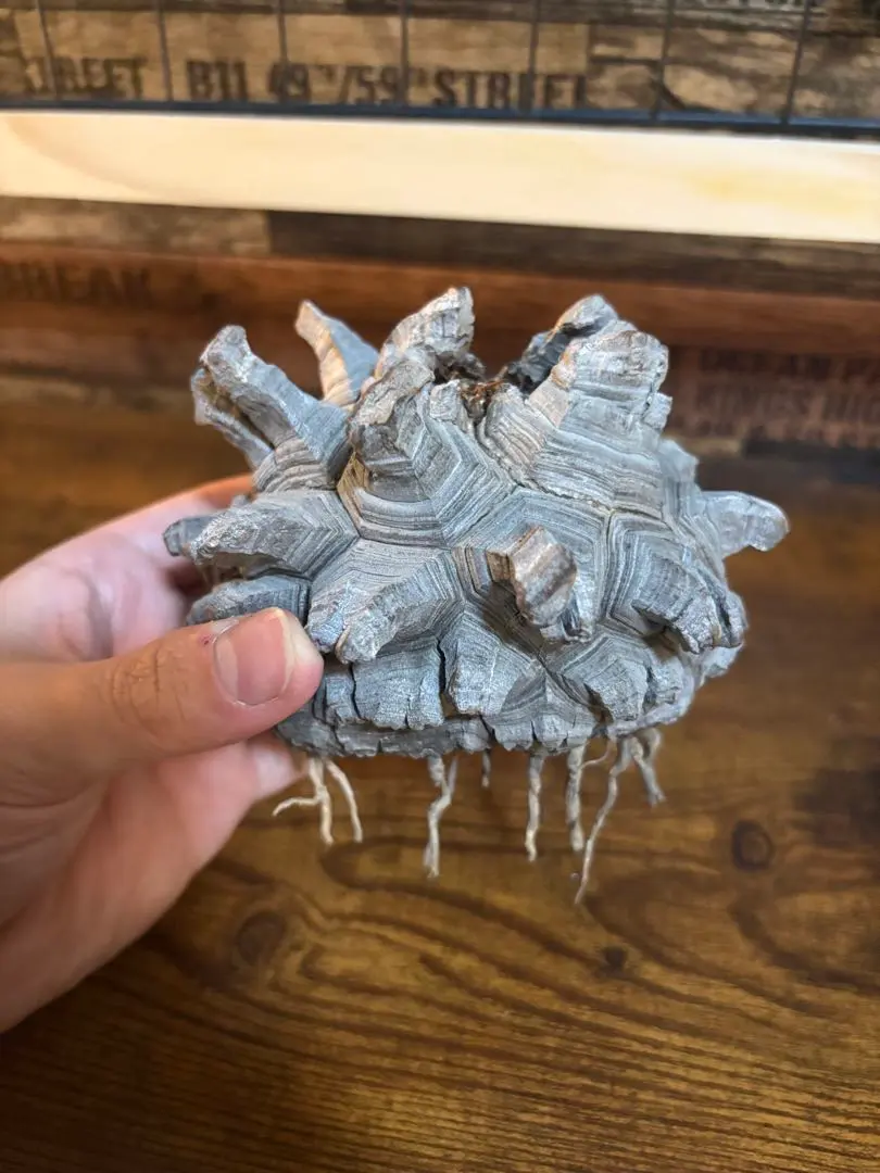 2026年最新】亀甲竜 長谷川の人気アイテム - メルカリ