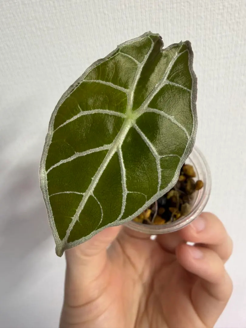 2026年最新】ワトソニア アロカシアの人気アイテム - メルカリ