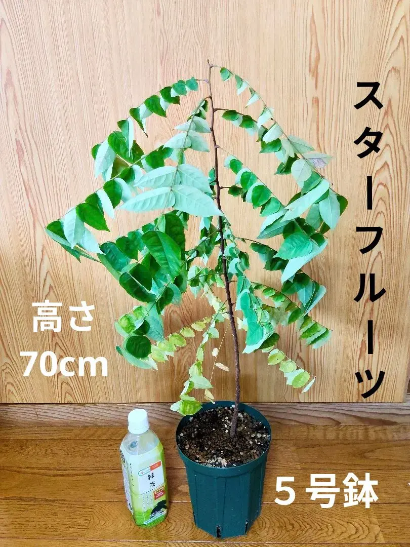 2026年最新】スターフルーツ 苗木の人気アイテム - メルカリ