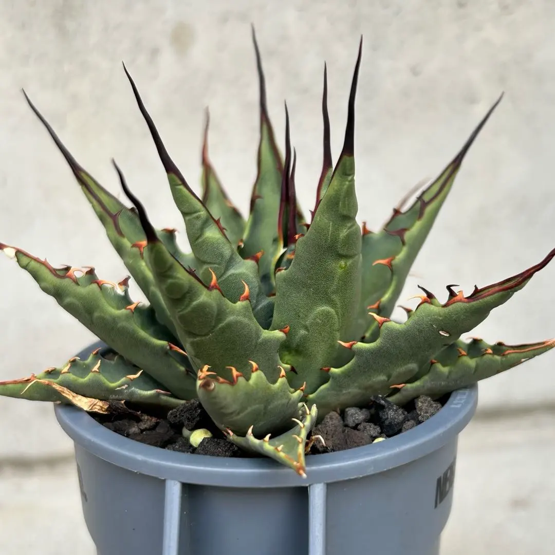 2026年最新】コロラータ ハイブリッドの人気アイテム - メルカリ